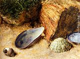 William Holman Hunt Paintings - Still Life With Sea Shells On A Mossy Bank by William Henry Hunt